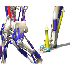 SCIVARO4